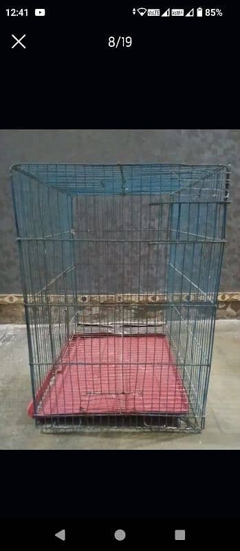 Parrots and cages for sale urgent 6