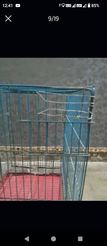 Parrots and cages for sale urgent 7