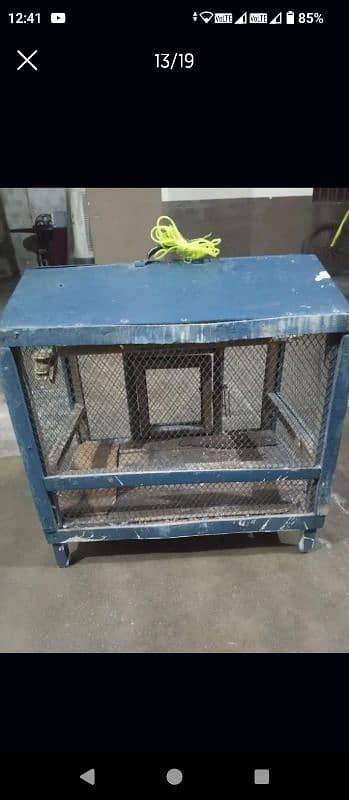 Parrots and cages for sale urgent 12