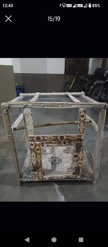 Parrots and cages for sale urgent 14