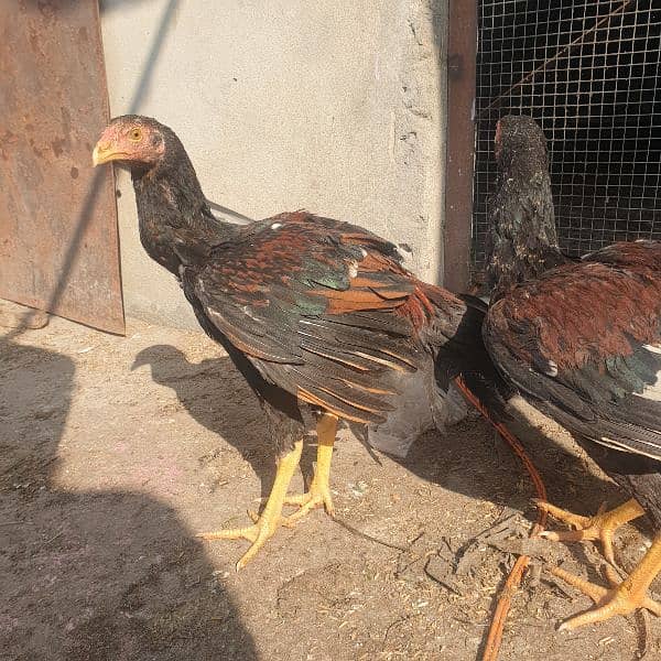 JAWA+MIAWALI BREED CHICKS 3 MONTHS  Age per piece  3500 1