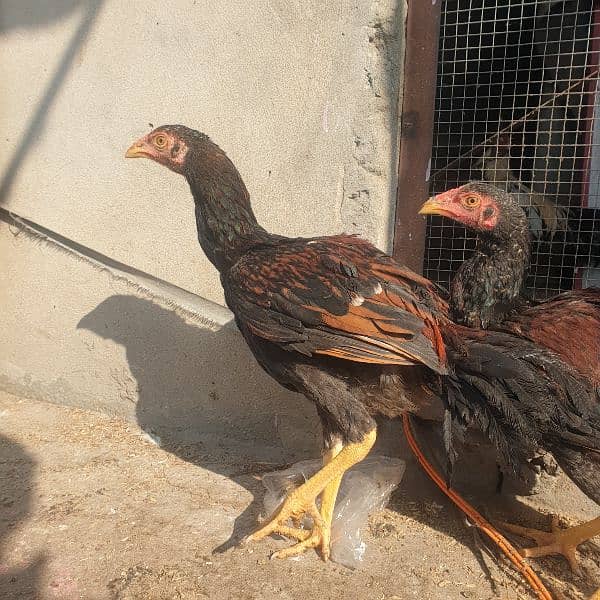 JAWA+MIAWALI BREED CHICKS 3 MONTHS  Age per piece  3500 2