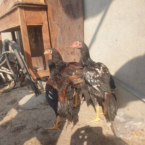 JAWA+MIAWALI BREED CHICKS 3 MONTHS  Age per piece  3500 3