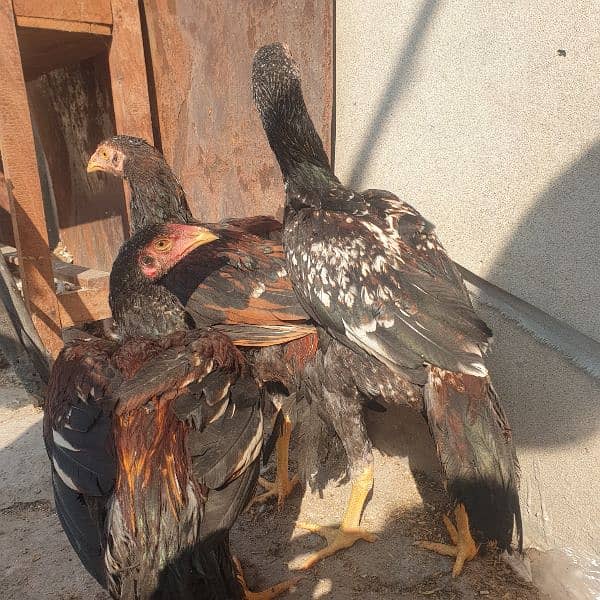 JAWA+MIAWALI BREED CHICKS 3 MONTHS  Age per piece  3500 4