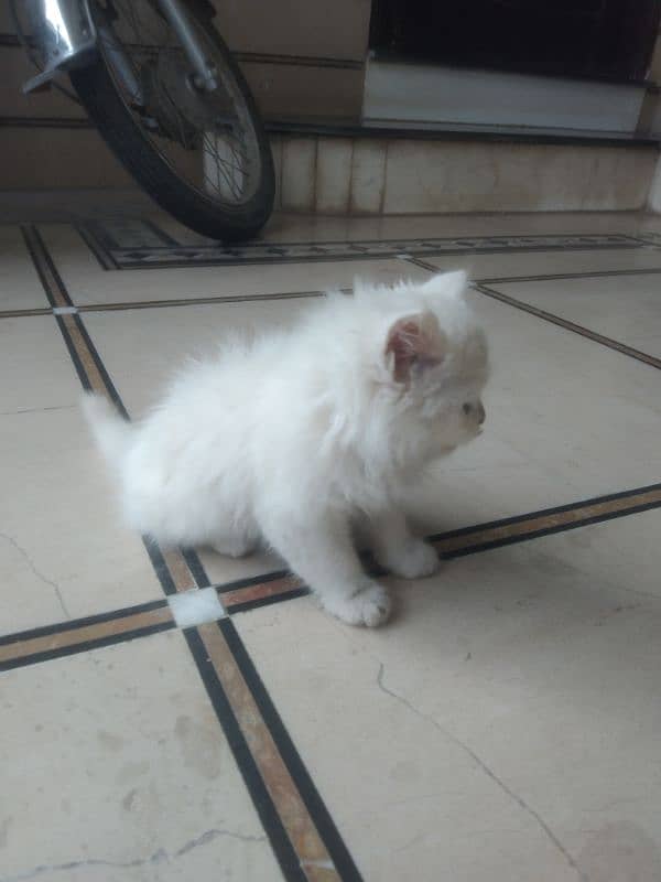 percain imported kitten 2