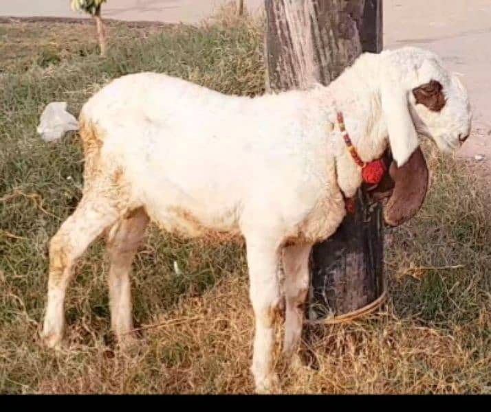 Qurbani Chatra and Pregnent Goats 1