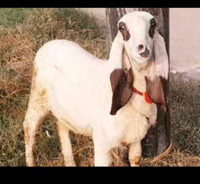 Qurbani Chatra and Pregnent Goats 2