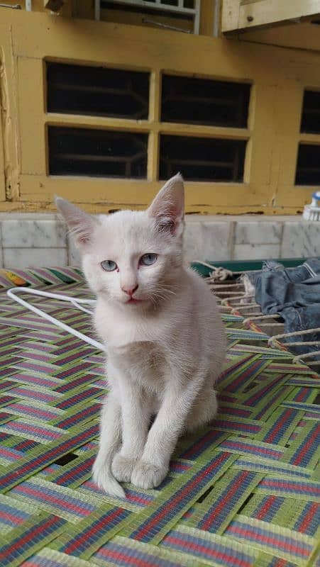 4 to 5 months old kitten for adoption 1