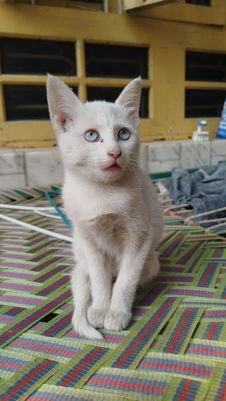 4 to 5 months old kitten for adoption 2