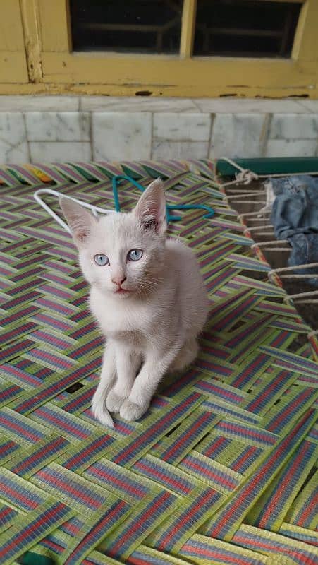 4 to 5 months old kitten for adoption 3