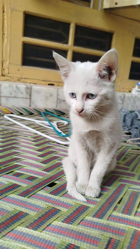 4 to 5 months old kitten for adoption 4