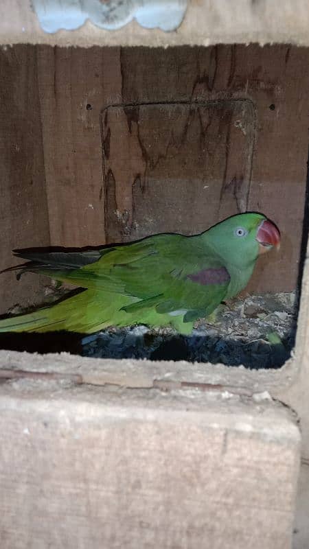 Raw Perrot 1