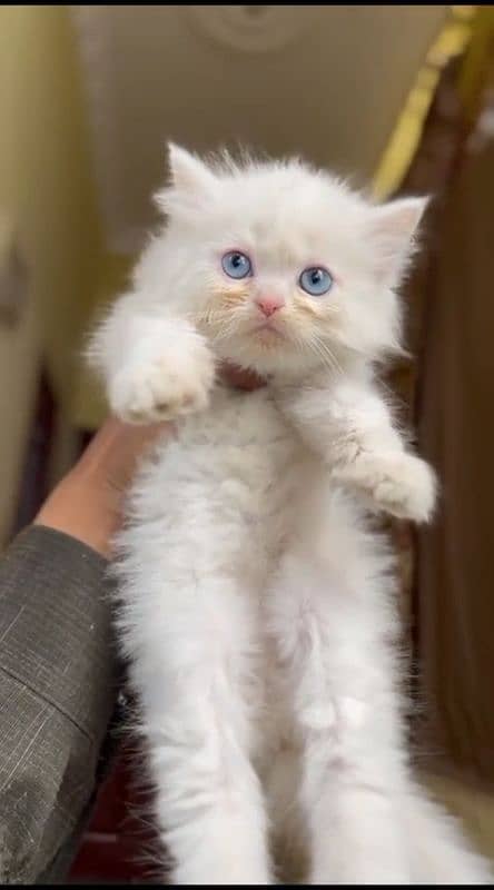 PERSIAN KITTEN 0