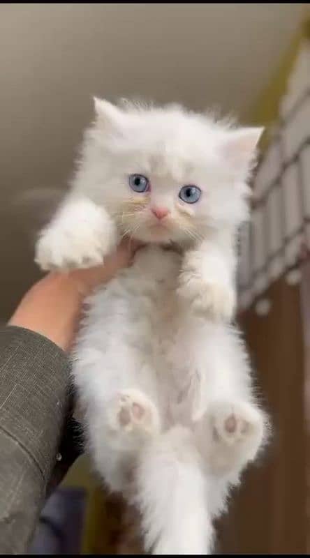 PERSIAN KITTEN 1