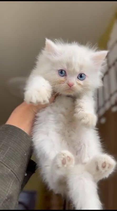 PERSIAN KITTEN 2