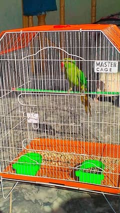 female parrot