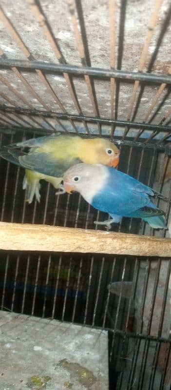 love birds mail's for sale 1