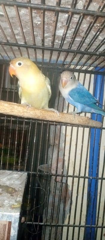 love birds mail's for sale 2