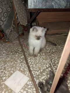 Persian female kitten