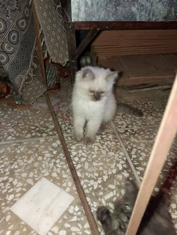 Persian female kitten 0