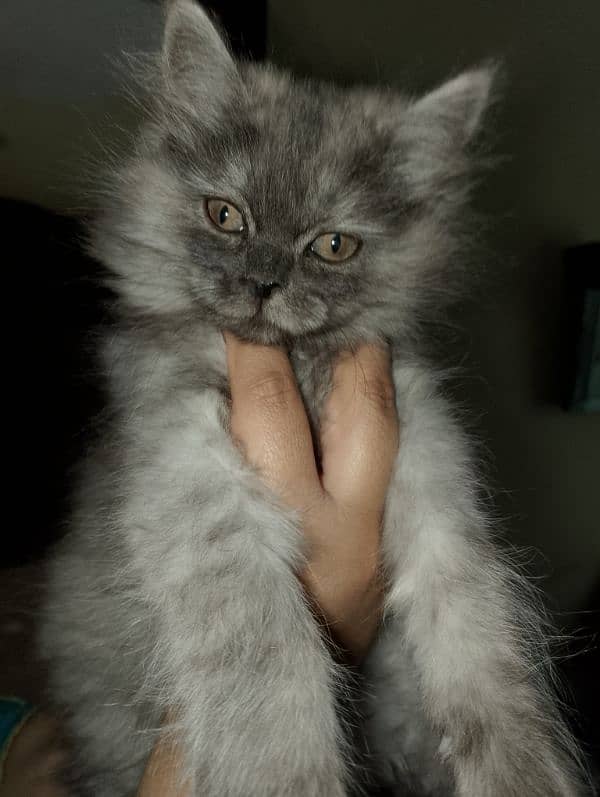 Persian female kitten 1