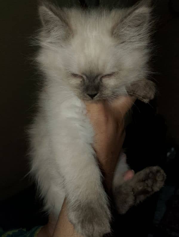 Persian female kitten 2