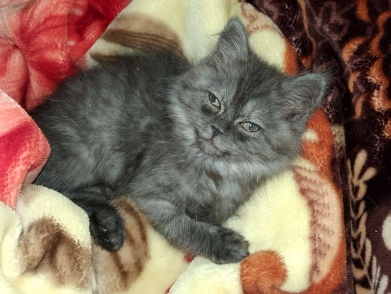 Persian female kitten 3