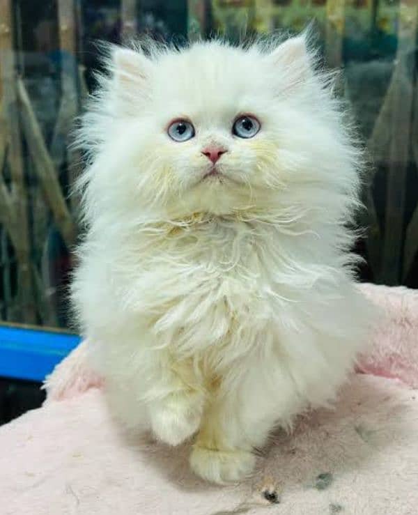 Persian kitten 0