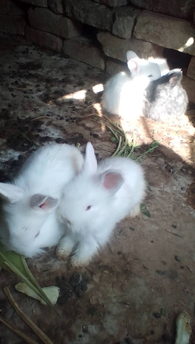 angora,loop and new Zealand white bunnies looking for new shelter 0