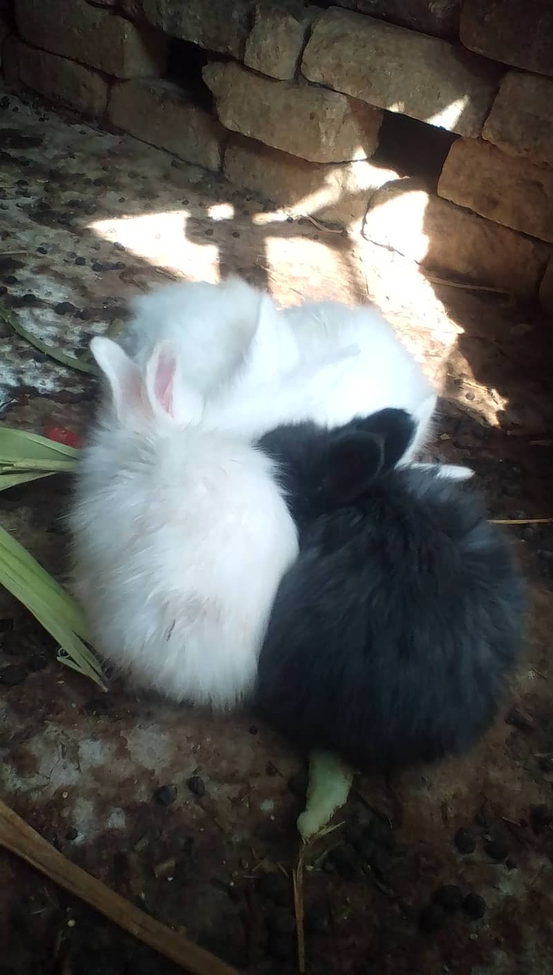 angora,loop and new Zealand white bunnies looking for new shelter 1