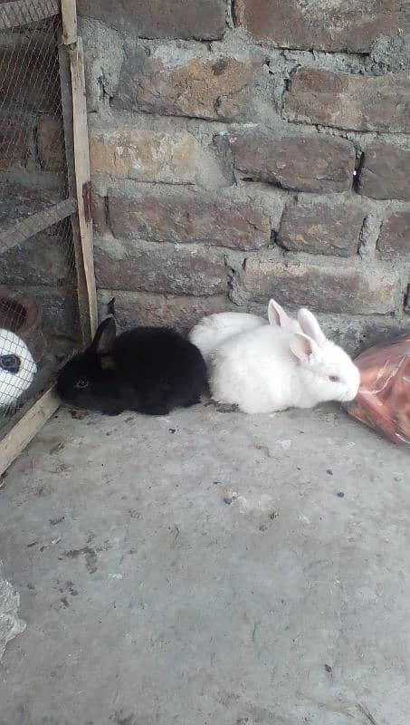 angora,loop and new Zealand white bunnies looking for new shelter 2