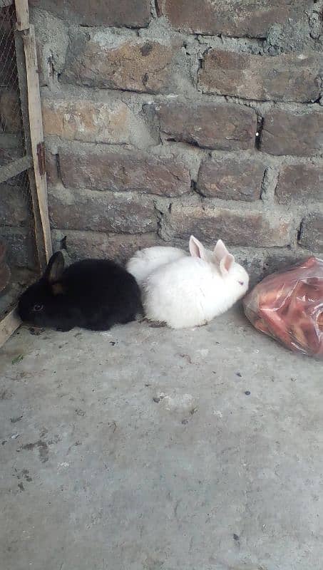 angora,loop and new Zealand white bunnies looking for new shelter 3