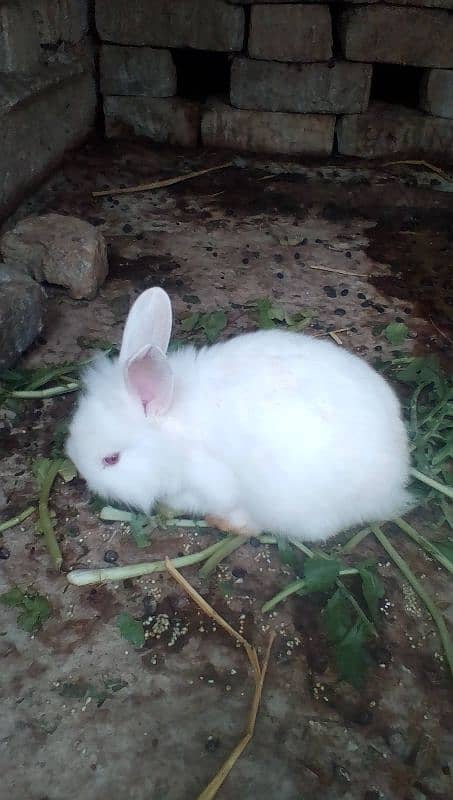 angora,loop and new Zealand white bunnies looking for new shelter 4