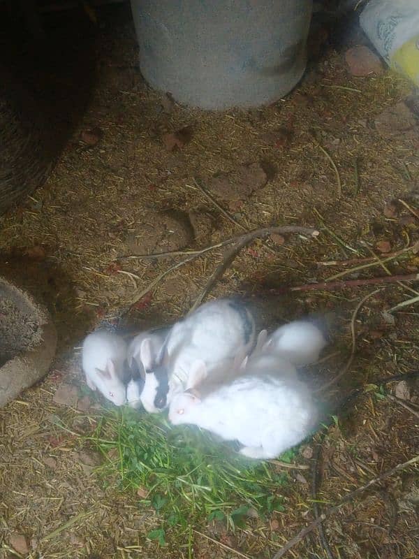 Rabbit baby for sale 0