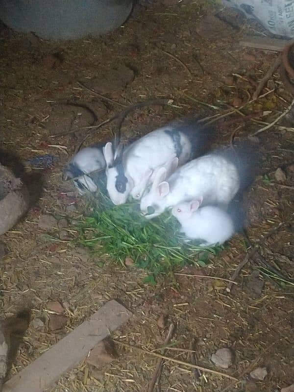 Rabbit baby for sale 1