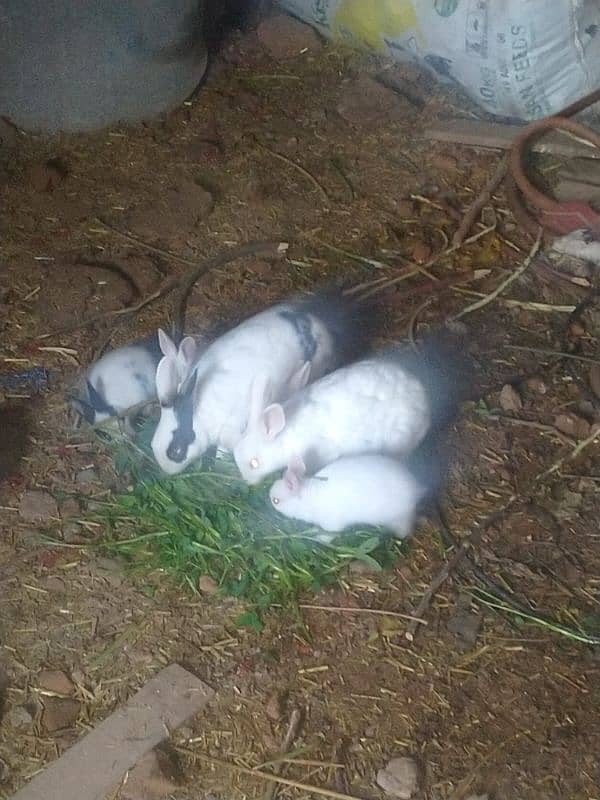 Rabbit baby for sale 2