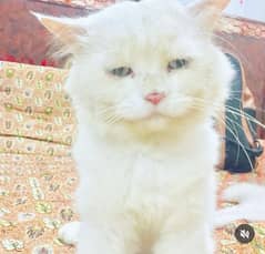 Persian cat adult male crystal blue eyes punch face stud male