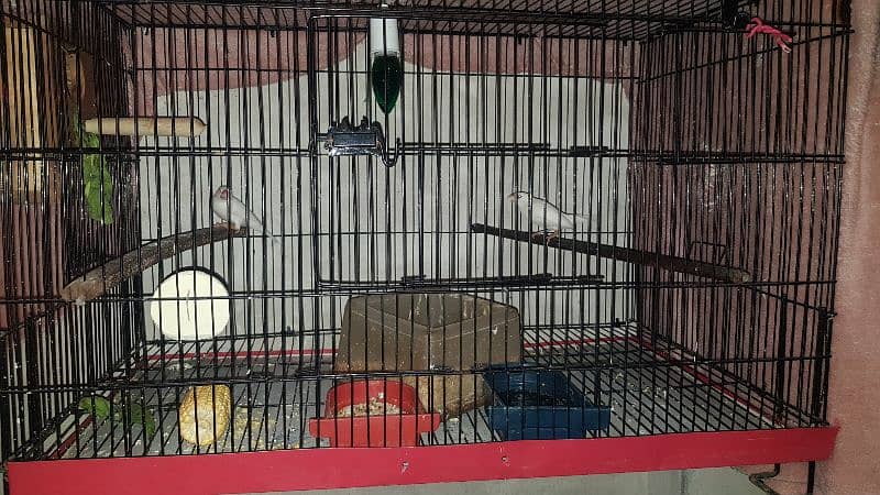 2 white jawa pairs with cage for sale 0