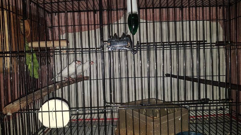 2 white jawa pairs with cage for sale 1