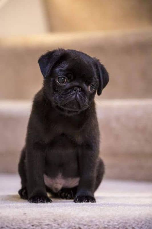 pug puppies available looking for a new home 1