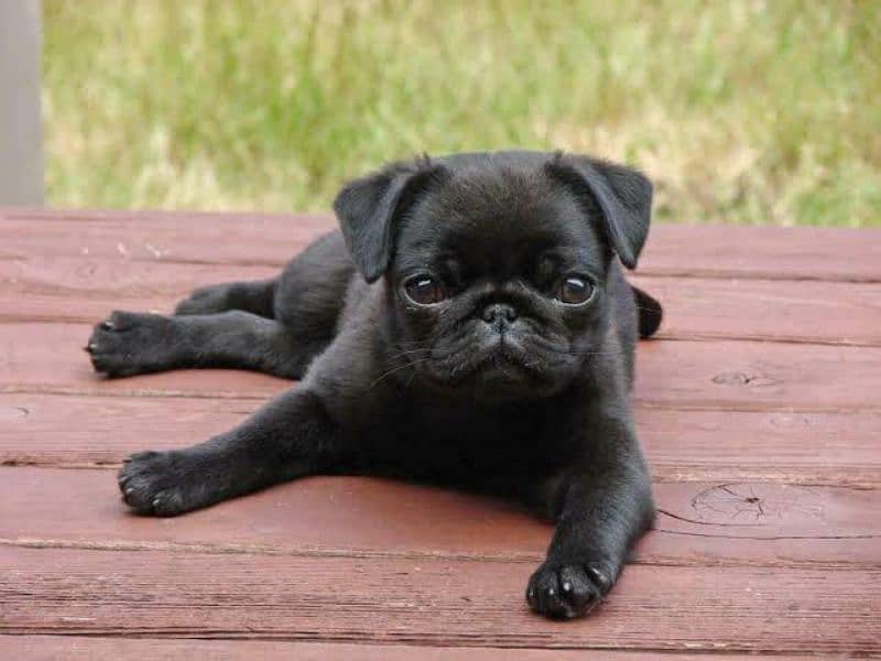 pug puppies available looking for a new home 2