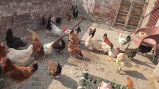 Des1600i Murgiya / Desi Hens