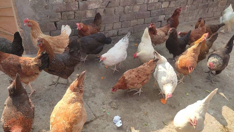 Des1600i Murgiya / Desi Hens 1