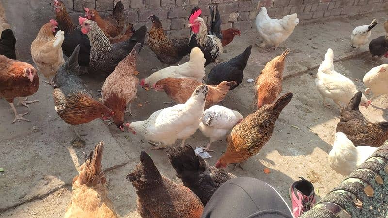 Des1600i Murgiya / Desi Hens 2