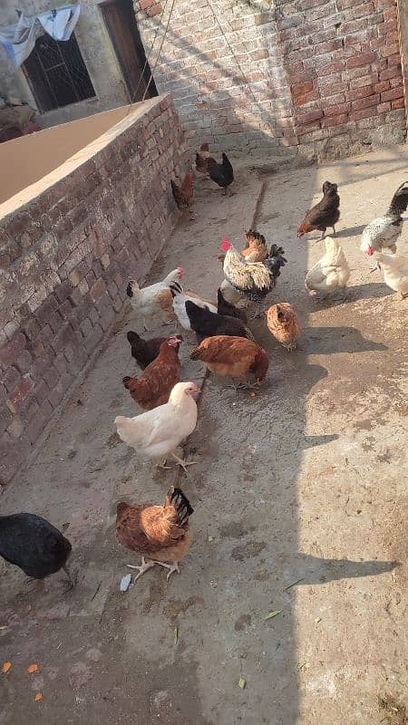 Des1600i Murgiya / Desi Hens 3