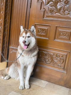 Siberian Husky for sale