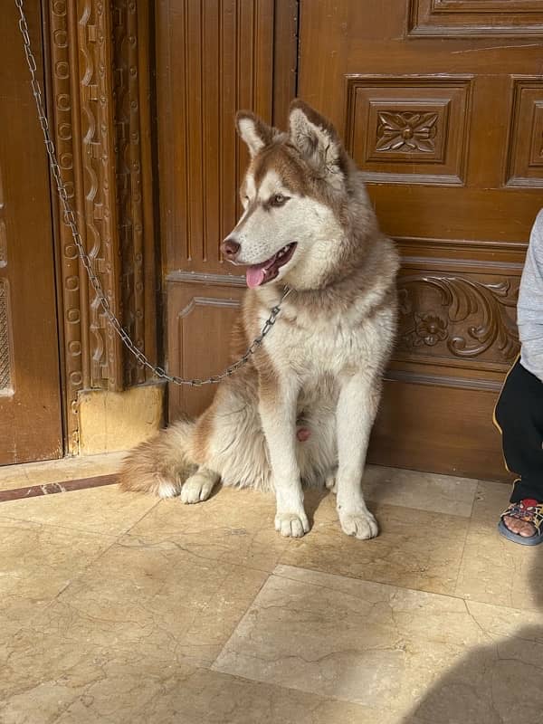 Siberian Husky for sale 2