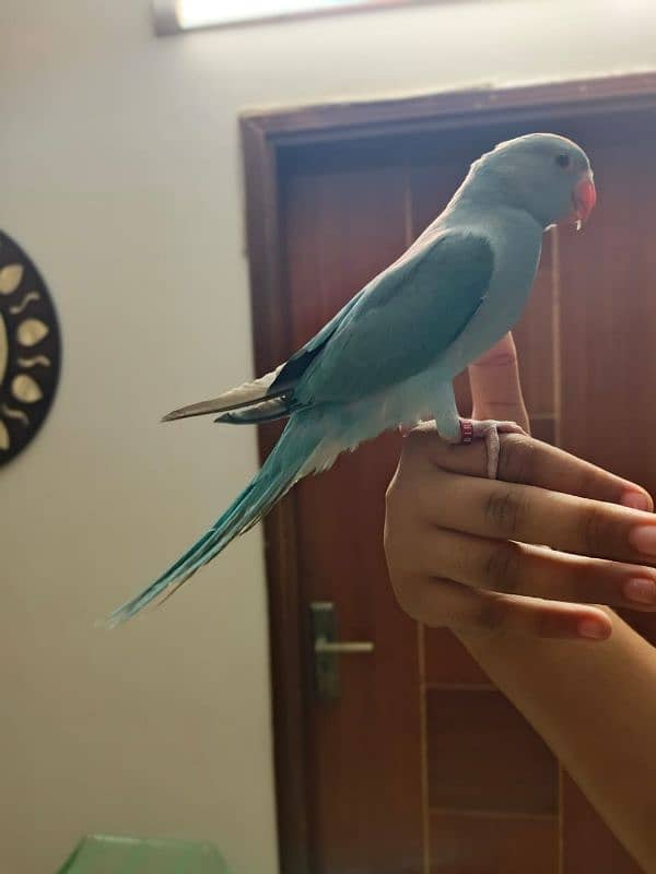 Blue Ringneck 0