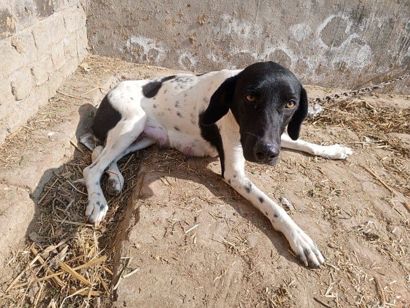 English pointer Female 0