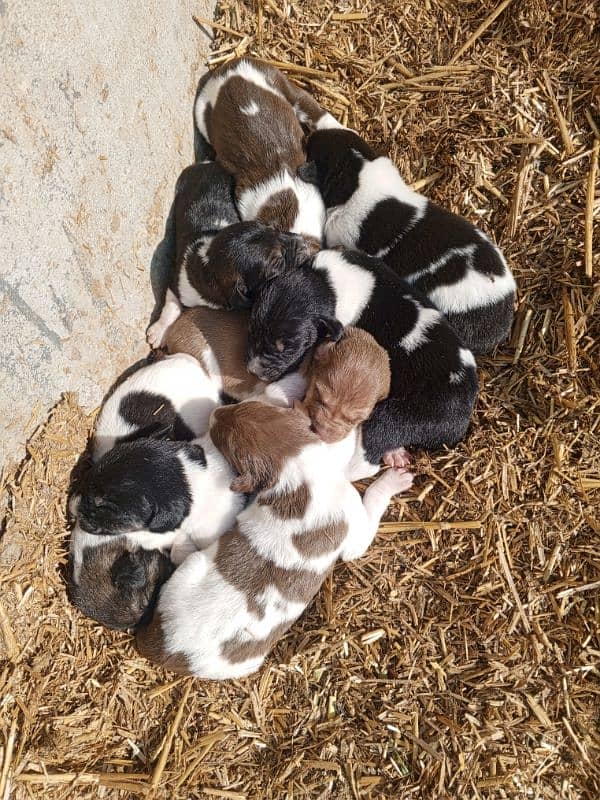 English pointer Female 1